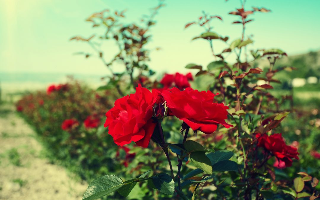 As rosas que não acabavam