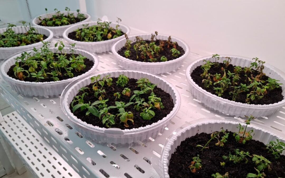 PARCEIRA DA ARQUIDIOCESE DE SANTARÉM FARMAFITTOS ENTREGA CERCA DE 500 MUDAS DA PLANTA UNHA-DE-GATO DURANTE A COP30