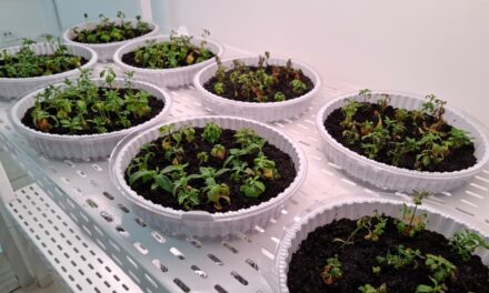 PARCEIRA DA ARQUIDIOCESE DE SANTARÉM FARMAFITTOS ENTREGA CERCA DE 500 MUDAS DA PLANTA UNHA-DE-GATO DURANTE A COP30