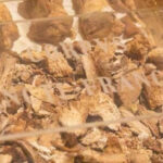 RESTOS MORTAIS DE SÃO FRANCISCO EXPOSTO EM ASSIS “UM CONVITE À REFLEXÃO EM PLENO ANO JUBILAR”