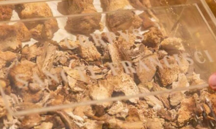 RESTOS MORTAIS DE SÃO FRANCISCO EXPOSTO EM ASSIS “UM CONVITE À REFLEXÃO EM PLENO ANO JUBILAR”