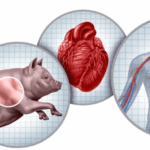 VATICANO DEBATE XENOTRANSPLANTES E REAFIRMA CRITÉRIOS ÉTICOS PARA A DEFESA DA VIDA HUMANA