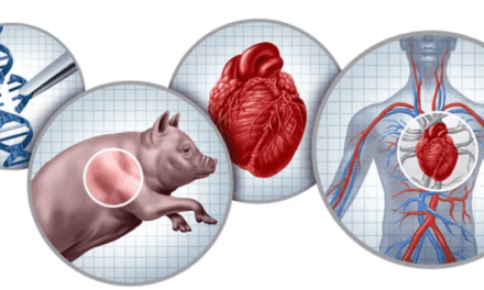 VATICANO DEBATE XENOTRANSPLANTES E REAFIRMA CRITÉRIOS ÉTICOS PARA A DEFESA DA VIDA HUMANA